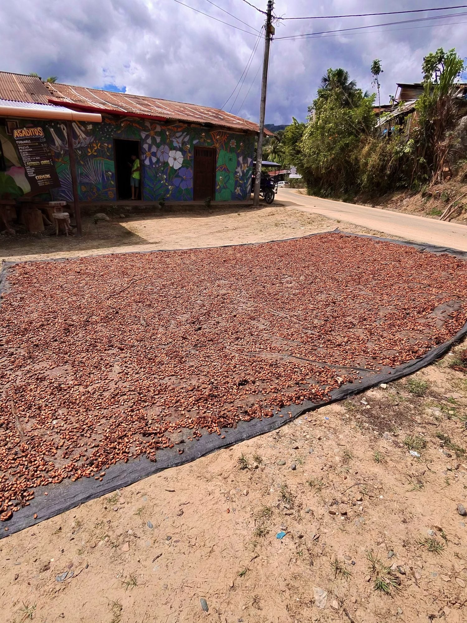 Chocofilachas cacao